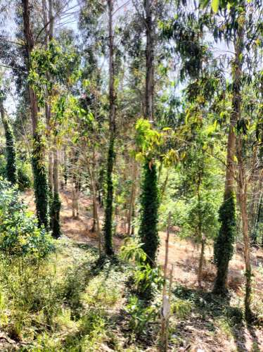 Terreno Urbano com vistas deslumbrantes- Salgueiral, Luso