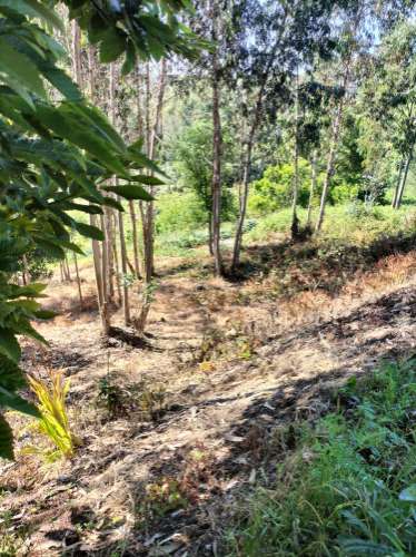 Terreno Urbano com vistas deslumbrantes- Salgueiral, Luso