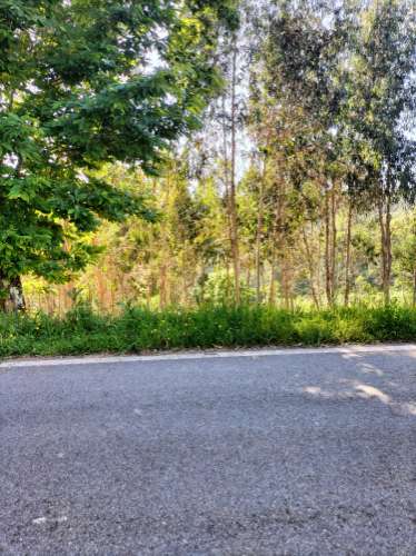 Terreno Urbano com vistas deslumbrantes- Salgueiral, Luso