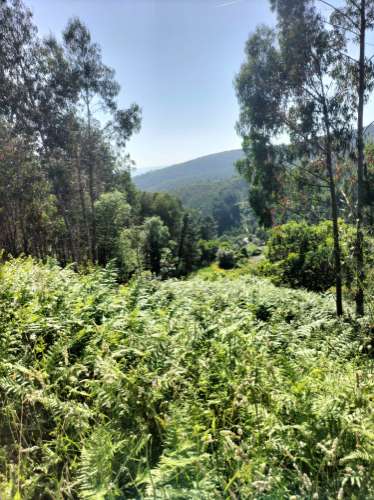 Terreno Urbano com vistas deslumbrantes- Salgueiral, Luso