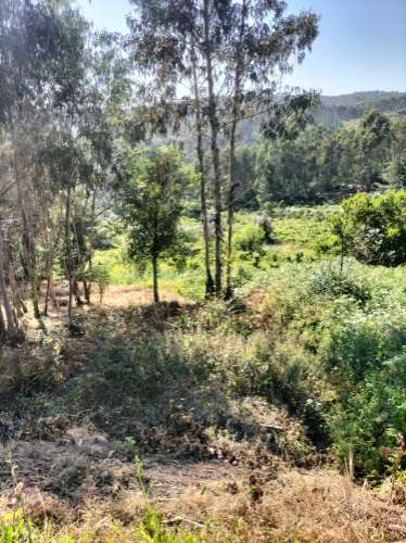 Terreno Urbano com vistas deslumbrantes- Salgueiral, Luso