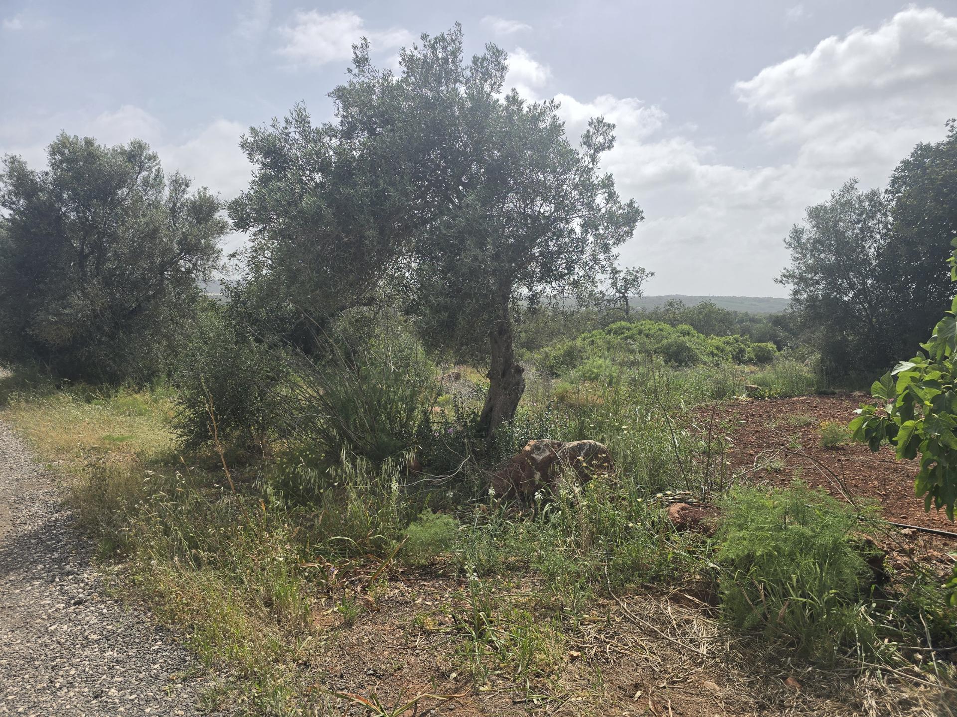 Terreno com Vista Campo e Infraestruturas a 15 minutos de Albufeira