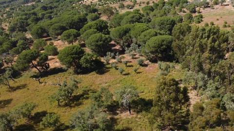 2,40Ha Melides | C/ Ruina