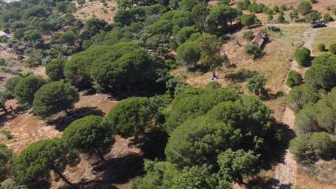 2,40Ha Melides | C/ Ruina