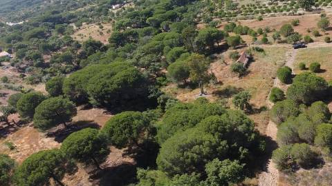 2,40Ha Melides | C/ Ruina