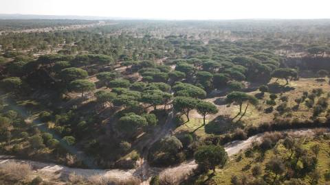 53,36Ha | Praia Aberta Nova