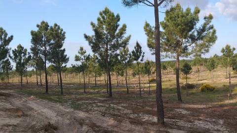 53,36Ha | Praia Aberta Nova