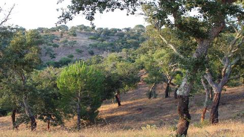 6,00Ha Melides | Com Casa