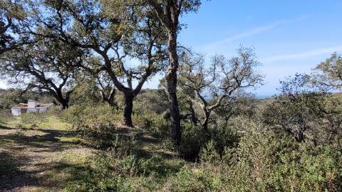 9,25Ha Melides | Com Ruina