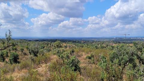 25,10Ha São Bartolomeu da Serra