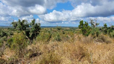 25,10Ha São Bartolomeu da Serra