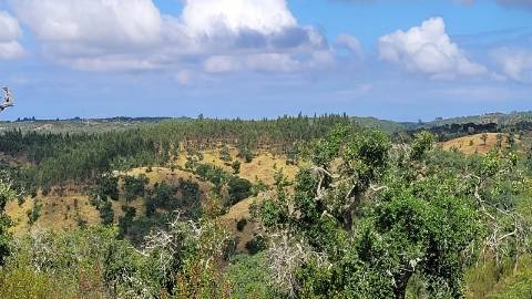 25,10Ha São Bartolomeu da Serra