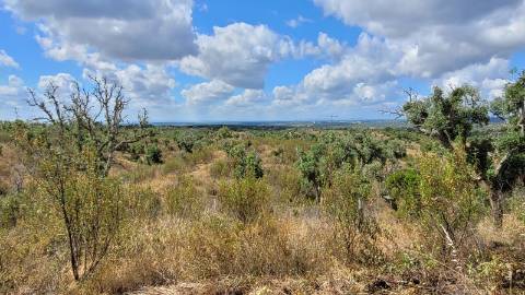 25,10Ha São Bartolomeu da Serra