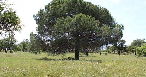 7,30Ha Melides C/ Projecto