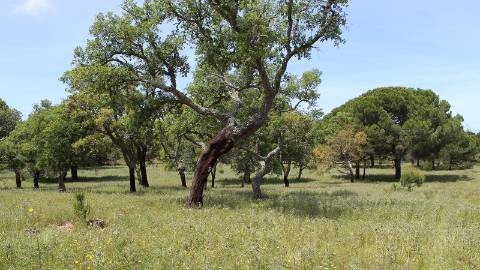 7,30Ha Melides C/ Projecto