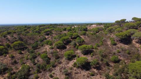 44,00 Ha Melides | Boavista