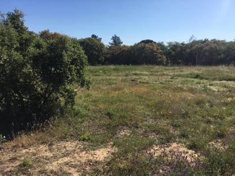 Terreno para construção/rústico - Alto da Guerra(Setúbal)