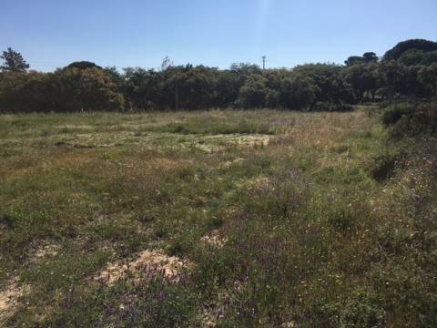 Terreno para construção/rústico - Alto da Guerra(Setúbal)