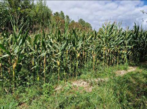 Terreno Agrícola perto do Centro