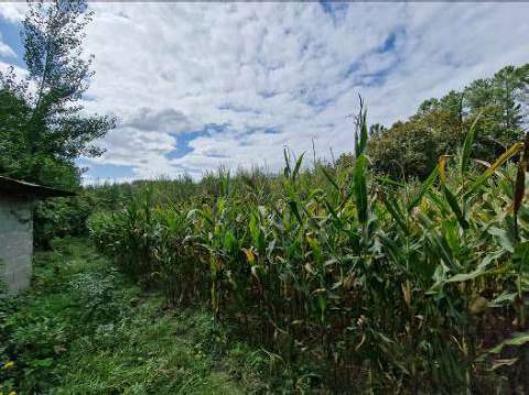 Terreno Agrícola perto do Centro