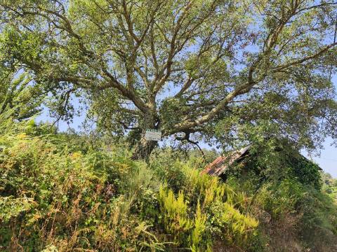 Terreno com Alpendre e Eira