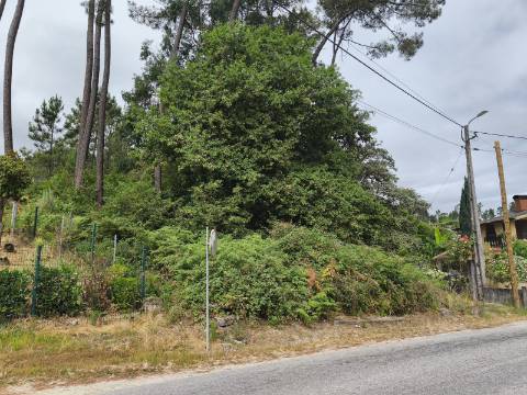 Terreno Rústico (Venda Judicial)