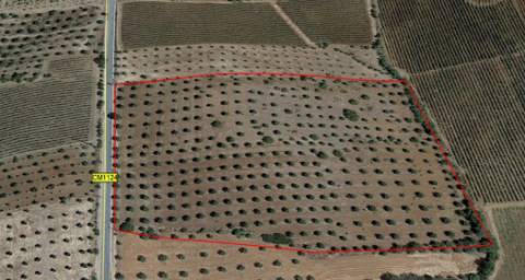 OLIVAL BIOLÓGICO s/ químicos, solo de 1ra qualidade: 36.500 metros quadrados!