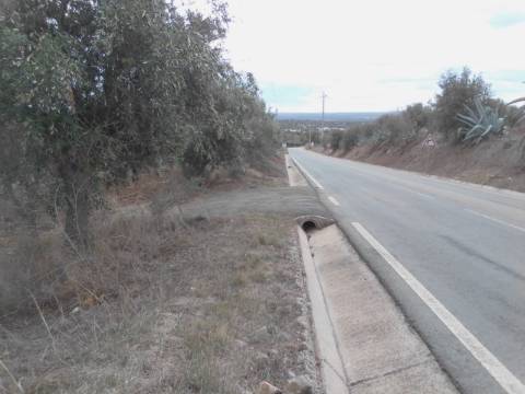 OLIVAL BIOLÓGICO s/ químicos, solo de 1ra qualidade: 36.500 metros quadrados!