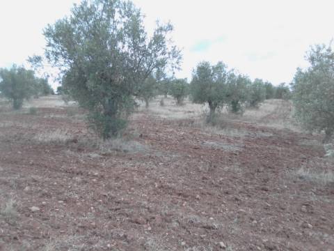 OLIVAL BIOLÓGICO s/ químicos, solo de 1ra qualidade: 36.500 metros quadrados!