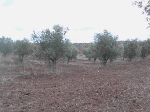OLIVAL BIOLÓGICO s/ químicos, solo de 1ra qualidade: 36.500 metros quadrados!