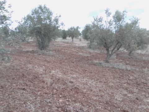 OLIVAL BIOLÓGICO s/ químicos, solo de 1ra qualidade: 36.500 metros quadrados!