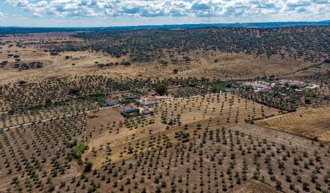 Alentejo: Quinta grande de 2,7 hectares, casa principal e anexos - rigorosamente impecável!