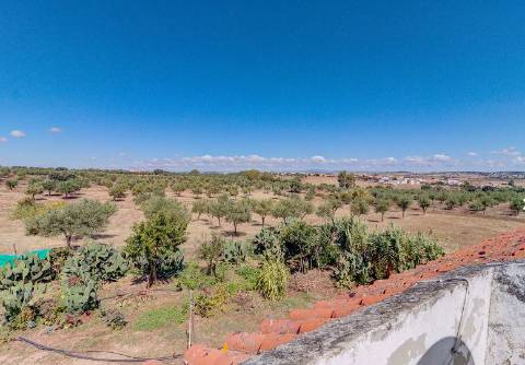 Alentejo: Quinta grande de 2,7 hectares, casa principal e anexos - rigorosamente impecável!