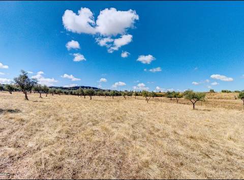 Alentejo: Quinta grande de 2,7 hectares, casa principal e anexos - rigorosamente impecável!