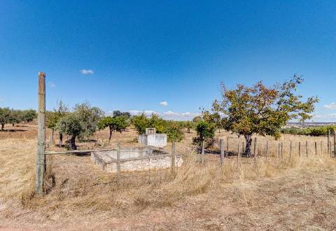 Alentejo: Quinta grande de 2,7 hectares, casa principal e anexos - rigorosamente impecável!