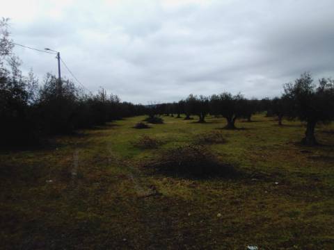 OLIVAL URBANO NO CORVAL