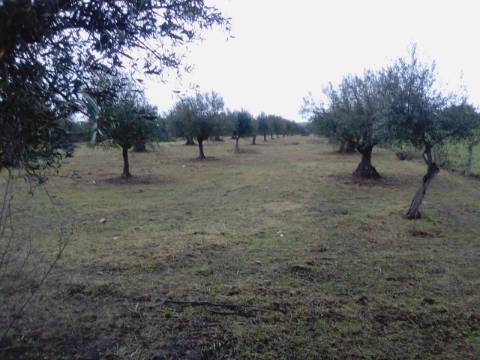 OLIVAL URBANO NO CORVAL