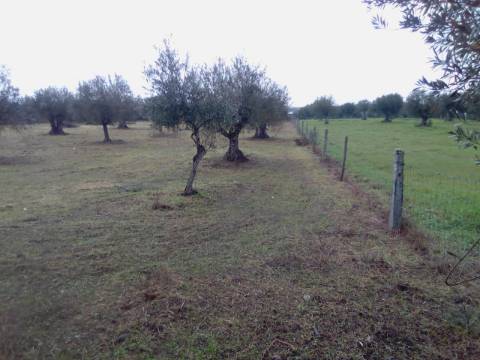 OLIVAL URBANO NO CORVAL