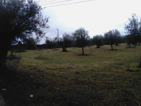 OLIVAL URBANO NO CORVAL