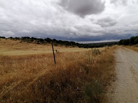 Terreno Rústico em São Pedro do Corval: Quinta à beira de São Pedro, o horizonte é o limite!