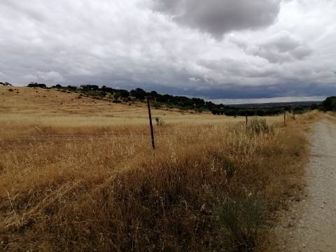 Terreno Rústico em São Pedro do Corval: Quinta à beira de São Pedro, o horizonte é o limite!