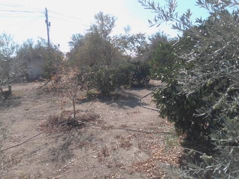 QUINTINHA URBANA NO ALENTEJO