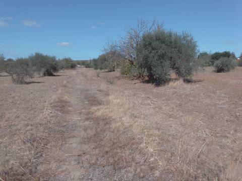 QUINTINHA URBANA NO ALENTEJO