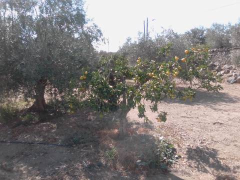 QUINTINHA URBANA NO ALENTEJO