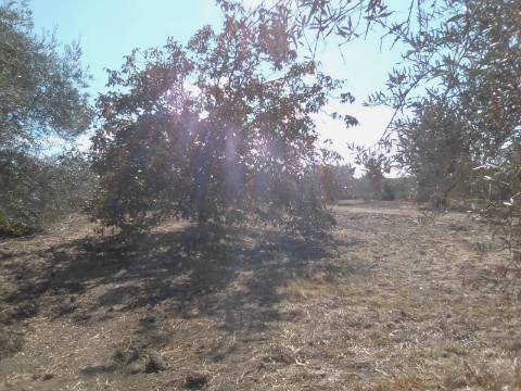 QUINTINHA URBANA NO ALENTEJO