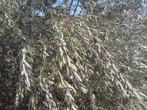 QUINTINHA URBANA NO ALENTEJO