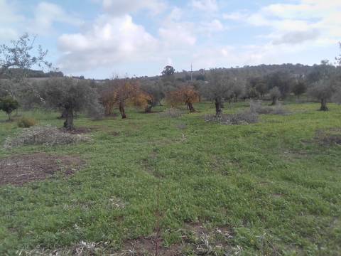 ALQUEVA: Terreno URBANO (6.000 M2) em São Pedro do Corval!