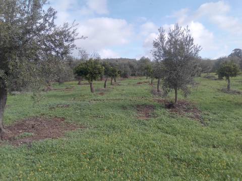 ALQUEVA: Terreno URBANO (6.000 M2) em São Pedro do Corval!