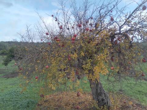 ALQUEVA: Terreno URBANO (6.000 M2) em São Pedro do Corval!
