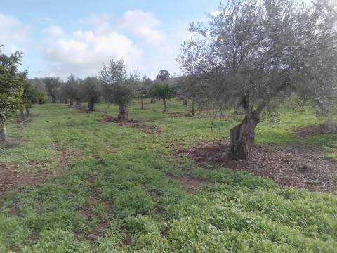 ALQUEVA: Terreno URBANO (6.000 M2) em São Pedro do Corval!